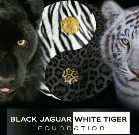 black jaguar white tiger website.